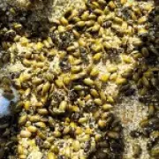 Billions of Dead Beetles Blanket Scottish Beaches in 'Astonishing' Invasion