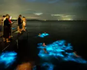 Bioluminescent Algae Used to Create 3D-Printed Light Structures