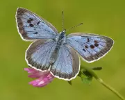 Britain's First Favourite Butterfly Contest: Vote Now for 60 Species