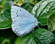 Butterfly Haven: Orange Tips and Holly Blues Thrive in Dorset
