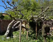 Campaign to Save Original Bramley Apple Tree for the Nation