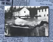 Canadian Marine Mystery: 1937 Carcass Still Divides Experts 90 Years On