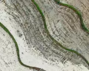 Chinese Farmers Hope for Rain During 'Small Fullness' Season
