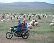 Chinese Shepherd Job Goes Viral: 700 Apply for Two Positions