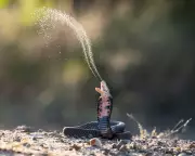 Climate Change to Increase Global Snakebite Risk, Study Warns