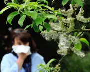 Climate Crisis Worsens Hay Fever: Pollen Season Lengthens Across Europe