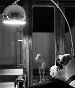 Contemplating Time and Memory: A Great Dane's Poignant Portrait