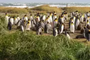 Continental King Penguin Colony Found in Chile's Useless Bay