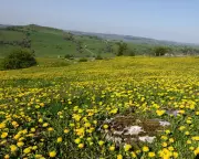 Country Diary: A Golden Spring for Buttercups and Dandelions in Derbyshire