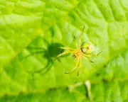 Country Diary: A Lesson in Camouflage from a Cucumber Spider