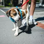 Dog Owners Warned: Use Five-Second Rule During Bank Holiday Heatwave