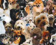 Dogs in Public Spaces: Growing Debate Over Hygiene, Boundaries, and Rights
