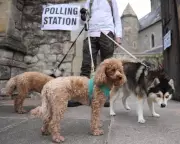 Dogs Steal the Show at UK Polling Stations in 2026 Elections