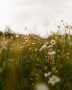 Eden Project Opens Wildflower Photographer of the Year 2026 Entries