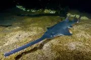 Endangered Sawfish at Risk from WA Water Extraction Plan, Advocates Warn
