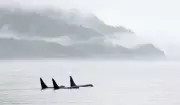 Environmental Groups Fear Orcas Could Be Casualty of Carney's Pipeline Push