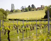 Essex's Crouch Valley Emerges as UK's Premier Wine Region