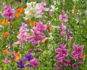 Fill Summer Border Gaps with Salvias, Dahlias, and Sedums