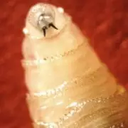 Flesh-Eating Parasite Found Near US Border Sparks Food Chain Fears
