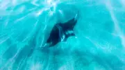 Florida Tightens Manta Ray Capture Rules but Stops Short of Full Ban
