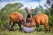 Four Male Mountain Bongos Repatriated to Kenya to Boost Genetic Diversity
