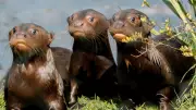 Global Photos: Baby Otters, JD Vance Chest Bump, and More