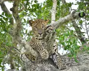 Global Wildlife Highlights: Leopard, Fox, Coyote and More in Stunning Photos