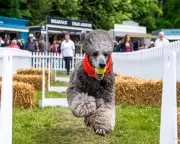 Goodwoof Festival: A Canine Celebration at Goodwood Estate in Pictures