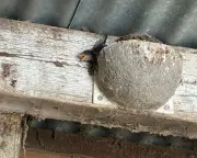 Heatwave Kills Swallow Chicks in Norfolk: A Climate Crisis Warning