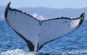 Humpback Whale's 15,000km Journey Sets New Record for Longest Migration
