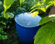 Is It Time to Stop Watering Our Gardens? Expert Advice