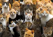Japan's Cat Obsession Fuels a Multi-Billion Dollar Pet Industry