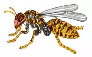 Kids' Quiz: Why Can't Wasps Swim and Fastest Shark?