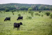 Legal Challenge to Trump Plan Opening 24M Acres to Cattle Grazing