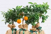 Lemon Tree Gifts: Perfect Plant Presents for Gardeners