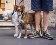 Livorno Orders Dog Owners to Wash Away Urine or Face €500 Fine