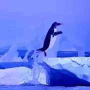London Aquarium Penguins to Get New Habitat After Campaign Pressure