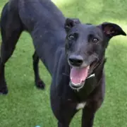 London's Loneliest Dog Charm Waits 461 Days for a Forever Home