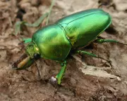 Lord Howe Island's Insect Life Thrives After Rodent Eradication