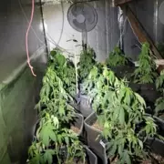 Met Police Raid Dagenham Cannabis Farm, Arrest Three
