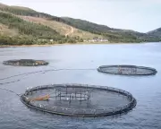 Millions of Salmon Deaths at Scottish Farms Prompt Regulatory Review