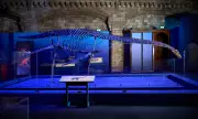 Natural History Museum's Jurassic Oceans Exhibition Showcases Prehistoric Marine Predators