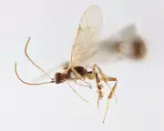 New Parasitic Wasp Genus Named After David Attenborough for His 100th Birthday