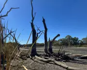 NSW Wetlands Water Flows to Resume After Turtle Rescue Crisis
