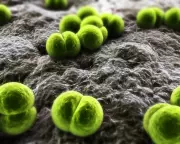 One Dead, Two Ill in Berkshire Meningitis Outbreak