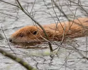 Reform UK Council Backs Beaver Release Amid Party Row Over Rewilding