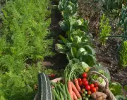 Revitalize Your Garden by Pretending You've Just Moved In