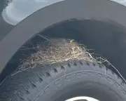 Robin's Nest on Ford Truck Delays Sale Due to Federal Law