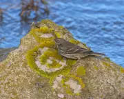 Rock Pipit's Aerial Display Steals Show from Perilous Puffins in Dorset