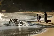 San Francisco Deploys AI to Protect Gray Whales from Ship Strikes